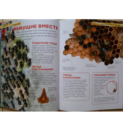 Рози Диккинс: Насекомые.-16