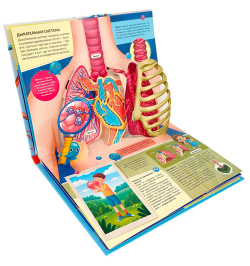 Анатомия: книжка-панорамка (3D)-3
